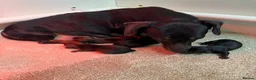 Miniature Dachshund dogs for sale: Beautiful Dachshund Pups  - Advert 2