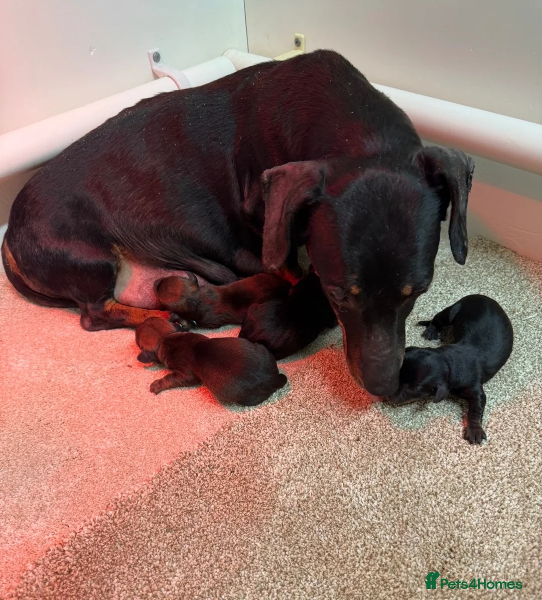 Miniature Dachshund dogs for sale: Beautiful Dachshund Pups  - Advert 2