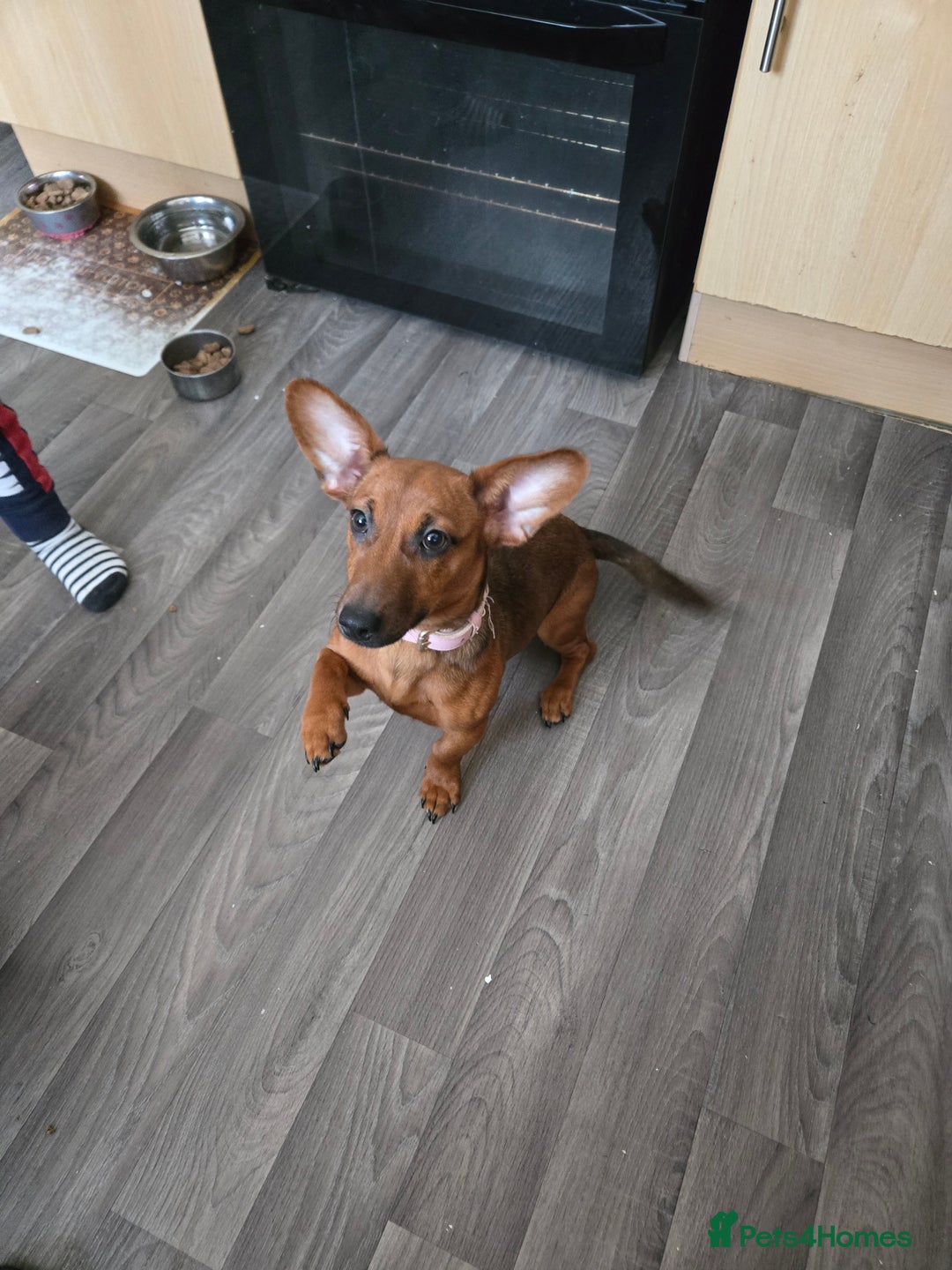 Mixed Breed dogs for sale: 6 month old Miniature dachshund x breed - Advert 3