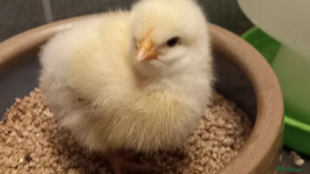 Mixed Breed birds for sale: Buff Orpington X light Sussex chicks in Wareham - Advert 2