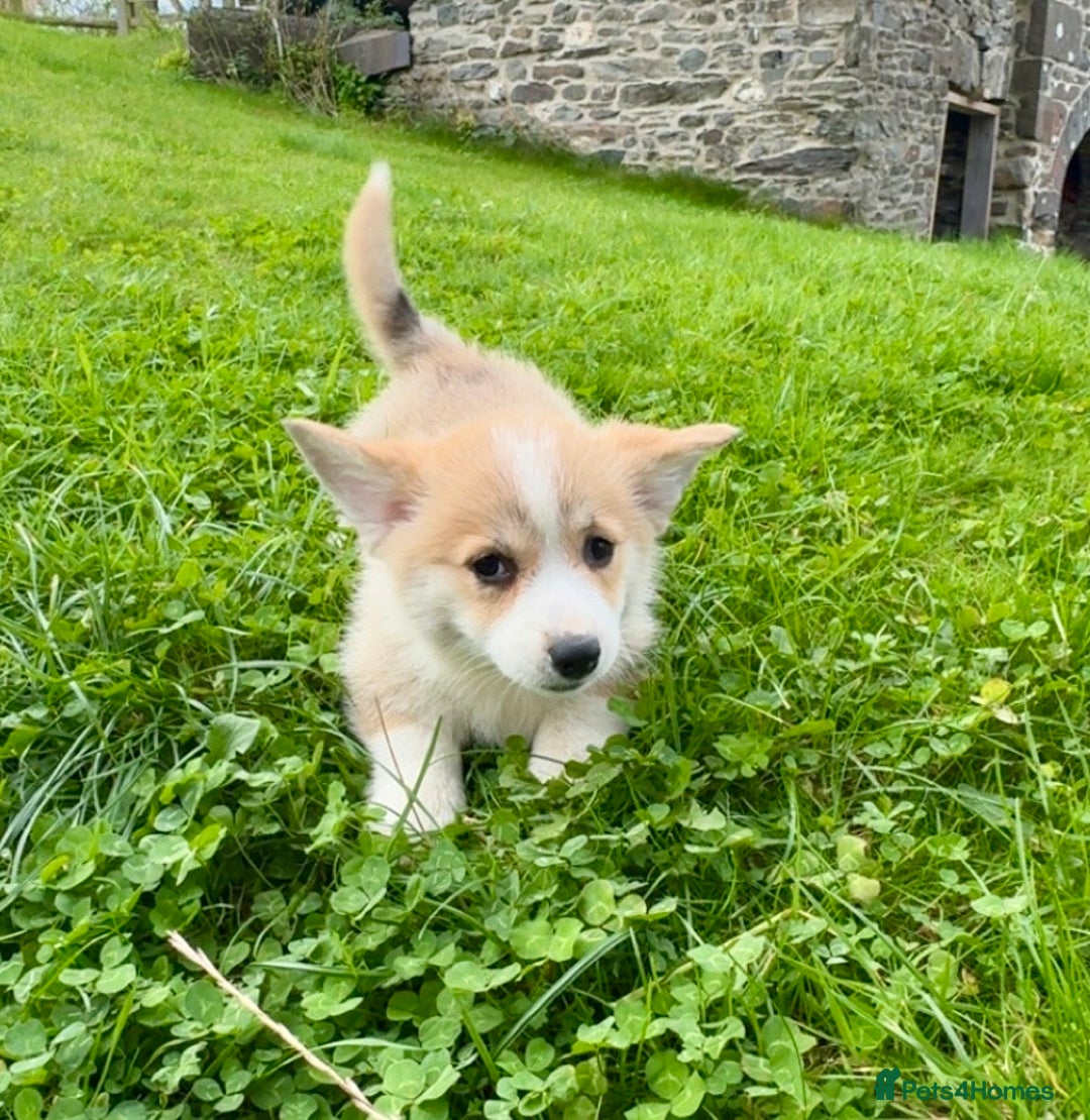 Welsh Corgi Pembroke dogs for sale: Stunning KC Registered Corgis - Image 7