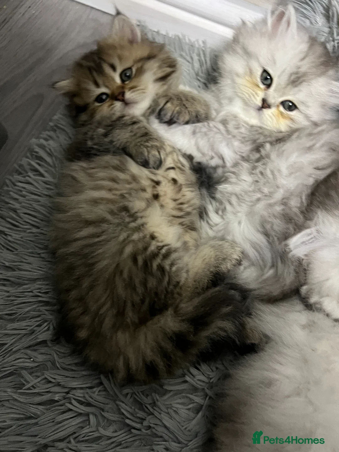 Persian cats for sale: 🐾 Beautiful playful kittens ready for loving home in Sheffield - Advert 2