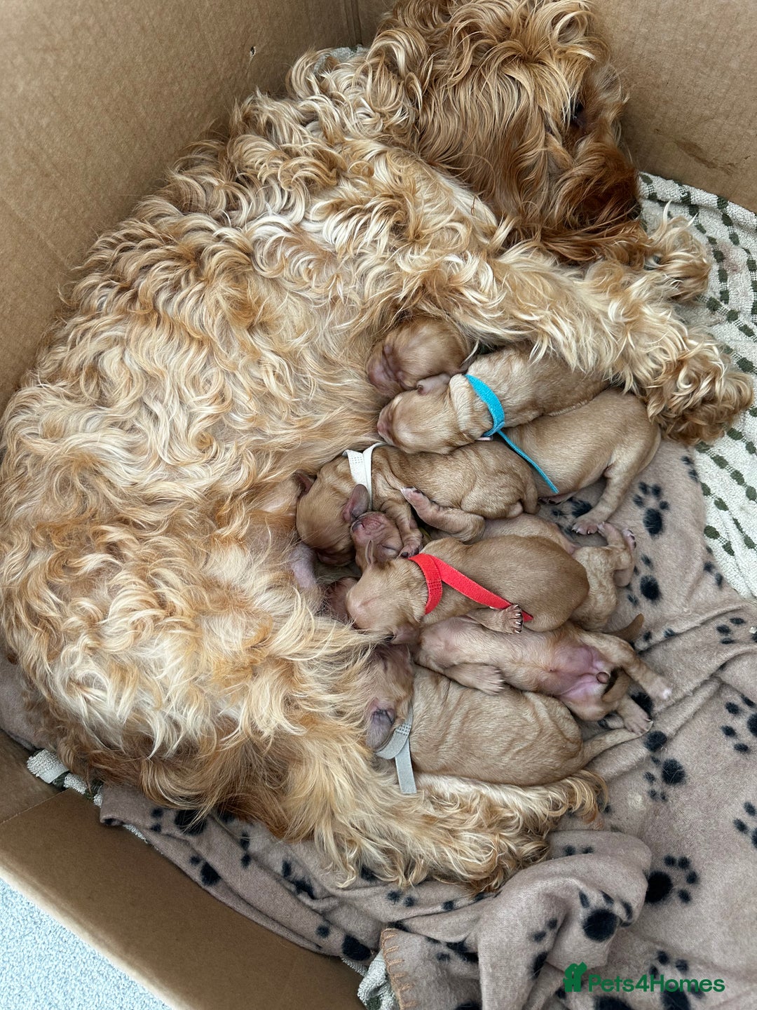 Cockapoo dogs for sale: Red & Apricot Cockapoo puppies  - Advert 1