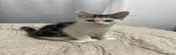 Mixed Breed cats for sale: 5 baby ready to be rehomed  - Advert 5