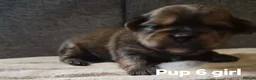 Shorkie dogs for sale: Shorkie puppies  - Advert 22