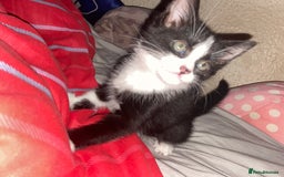Mixed Breed cats for sale: Female kittens - Image 5