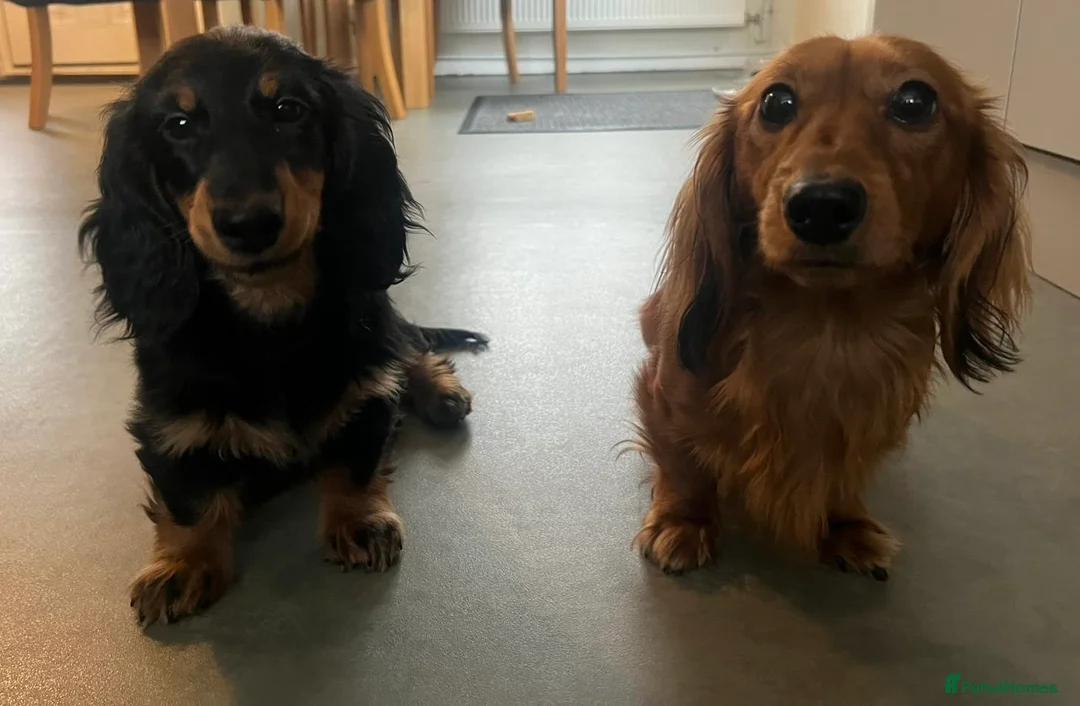 Miniature Dachshund dogs for sale: Miniature dachshund  in Newbury - Advert 1