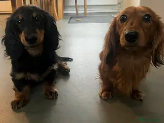 Miniature Dachshund dogs Miniature dachshund - Advert 7