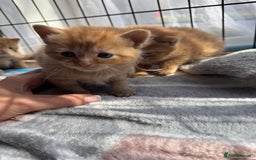 Mixed Breed cats for sale: Beautiful ginger litter  - Image 1