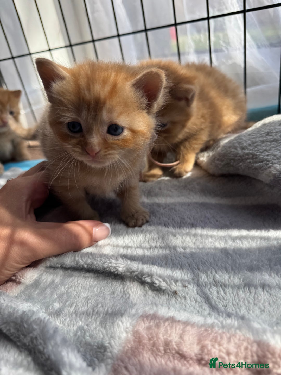 Mixed Breed cats for sale: Beautiful ginger litter  - Image 1