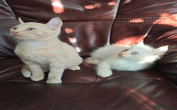 Mixed Breed cats for sale: Two ginger boys and one Flame point - Image 12