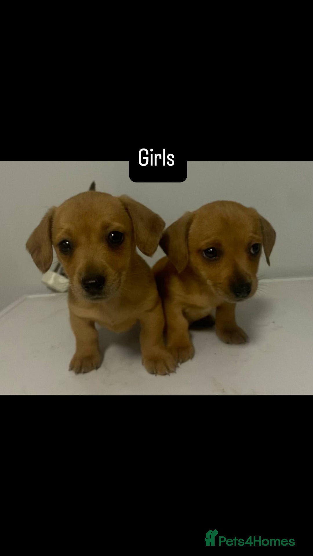 Mixed Breed dogs for sale: Jack Russell puppies ready to leave  - Image 3