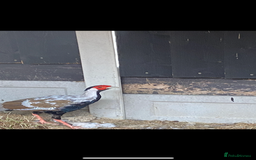 Pheasants poultry for sale: Silver pheasants males  - Image 2