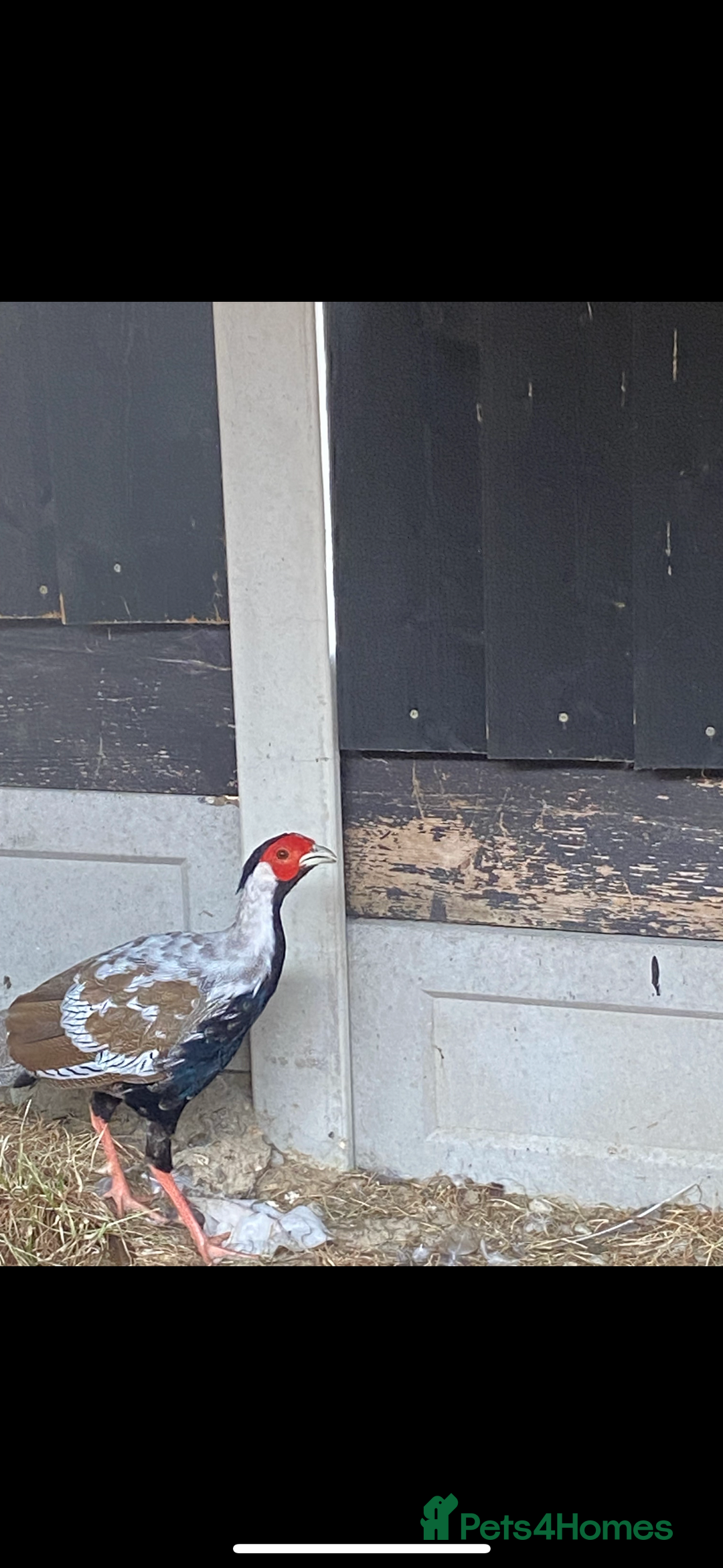 Pheasants poultry for sale: Silver pheasants males  - Image 2