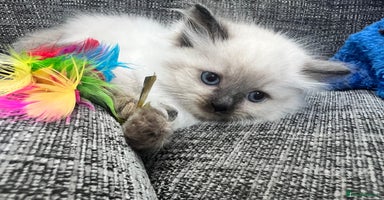 Siberian cats - Advert 12