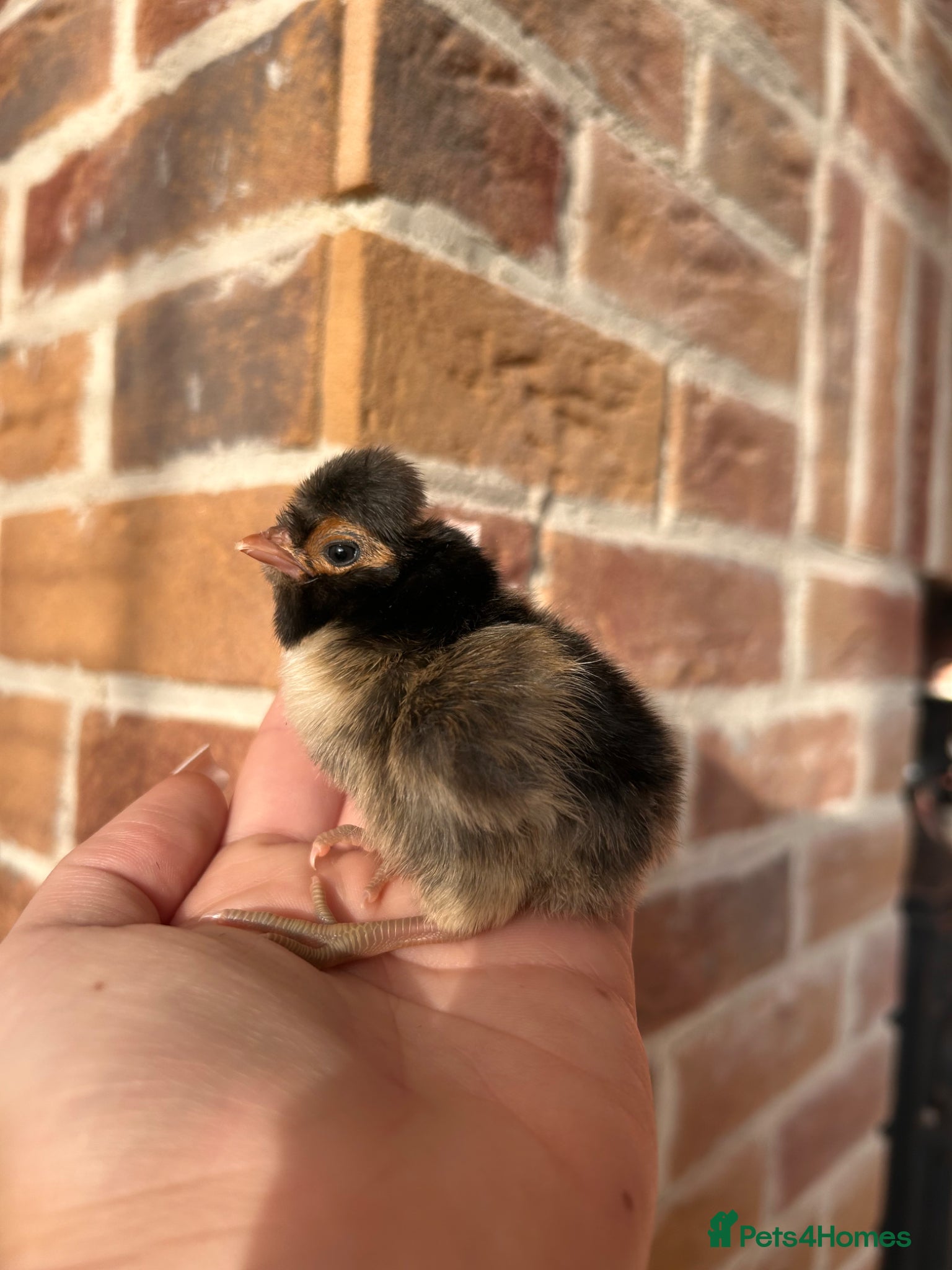 Chickens poultry Polish (Poland) chicks available - Advert 1