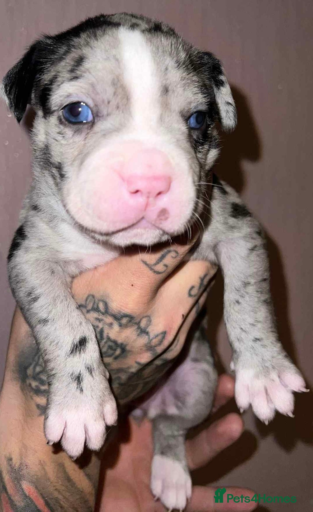 Staffordshire Bull Terrier dogs for sale: Beautiful Puppies Are  Looking For New Home :) - Advert 5