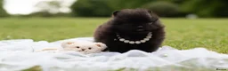 Pomeranian dogs for sale: ✨ Tiny Teddy Face Pomeranian Puppies 🐻✨ - Advert 13