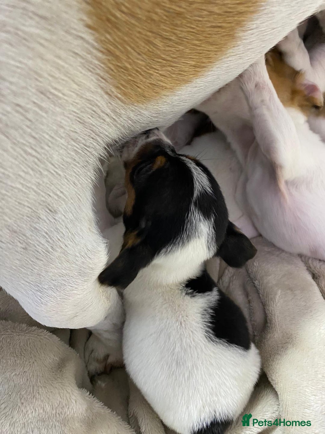 Jack Russell dogs for sale: Miniature Jack Russell puppies🐶 - Advert 14