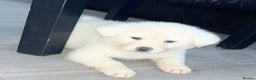 Japanese Akita Inu dogs for sale: Japanese Akita Puppies🐶 - Advert 5