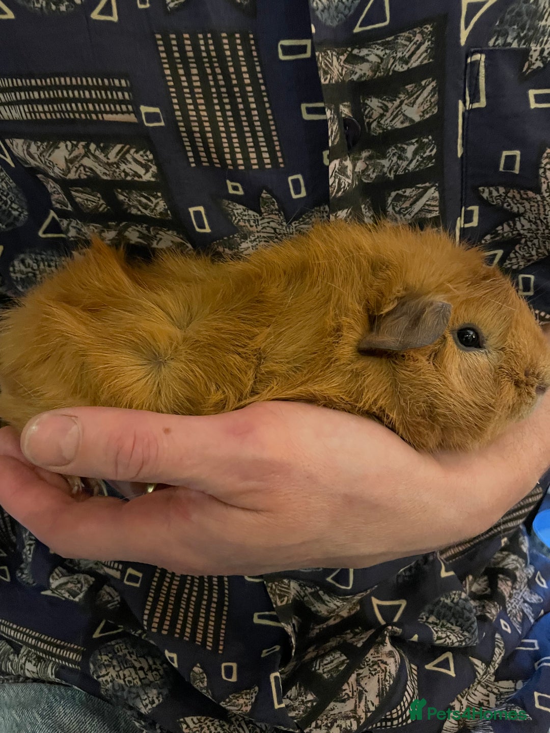 Guinea Pig rodents for sale: Lovely male Abyssinian  - Advert 1