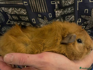 Guinea Pig rodents Lovely male Abyssinian - Advert 1