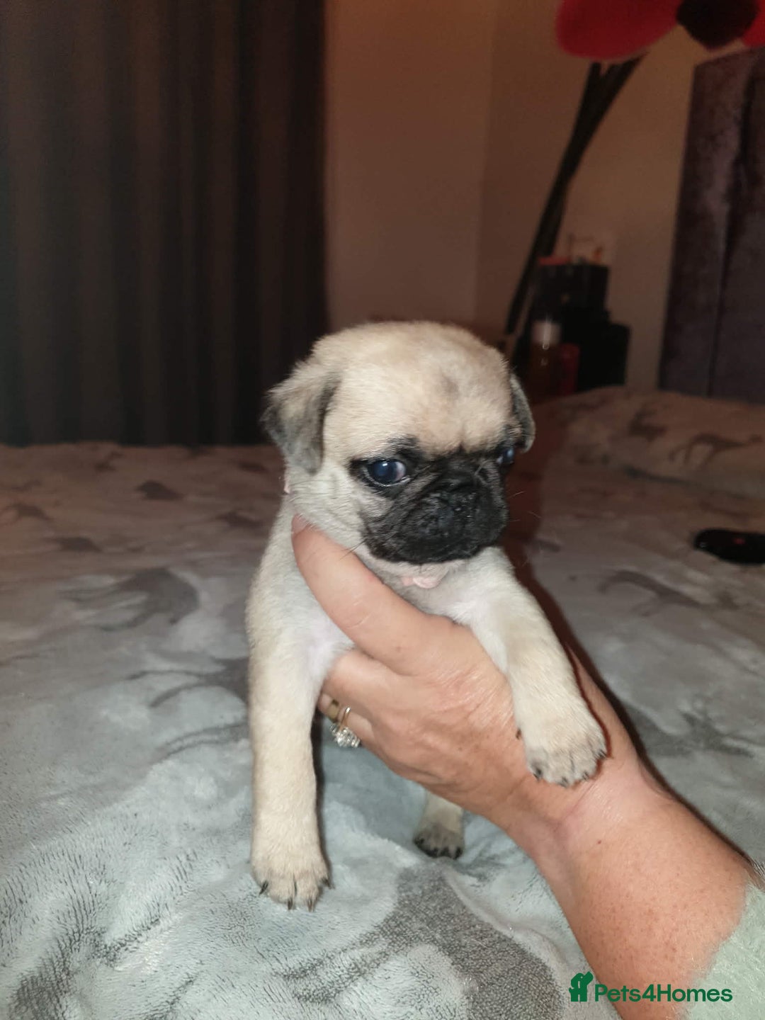 Pug dogs for sale: Pug puppies  - Advert 4
