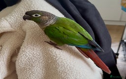 Conures birds for sale:  Pair of Green Cheek Conures – Handled & Healthy - Image 2