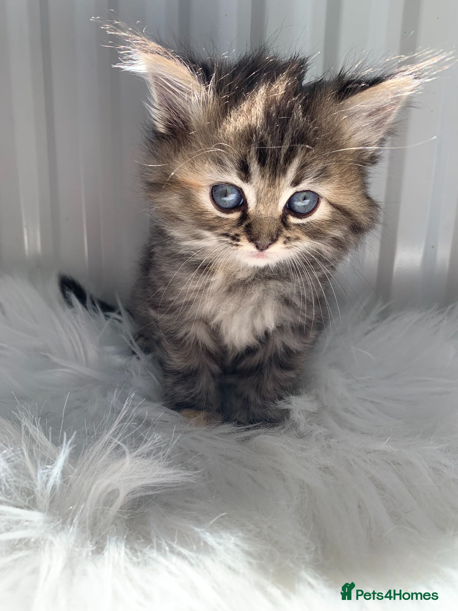 Perdoll cats 💕Beautiful BlueEyed Perdoll Kittens Ready Now 💕 - Advert 3