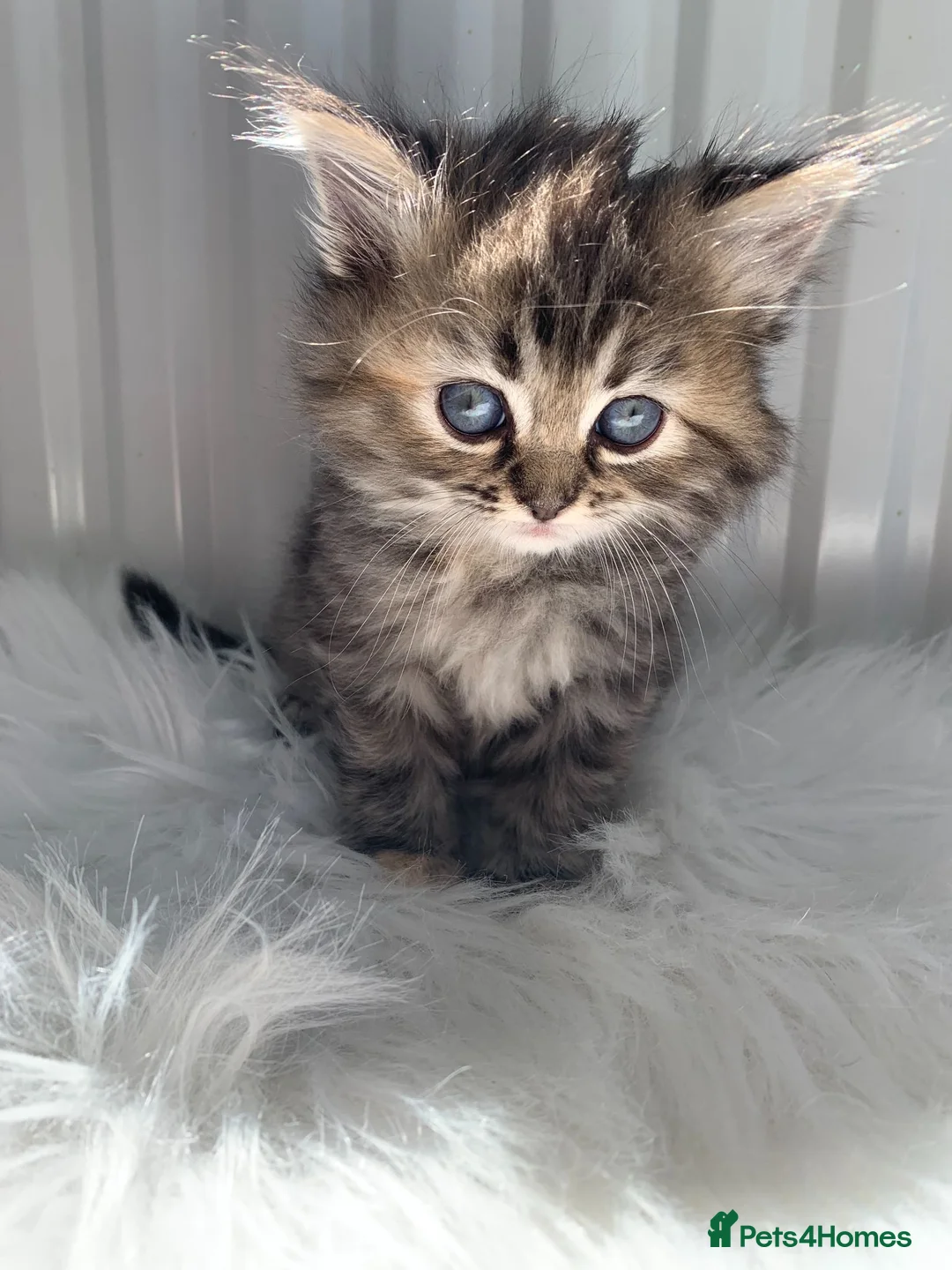 Perdoll cats for sale: 💕Beautiful BlueEyed Perdoll Kittens Ready Now 💕 - Advert 1