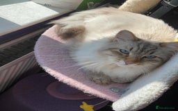 Siberian cats for sale: Last kitten of a lotter of three  - Image 4