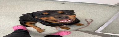 Rottweiler 1