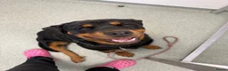 Rottweiler dogs for sale: Lovely Bubbly Rottie for sale  - Advert 7