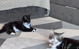 Mixed Breed cats for sale: Mix ragdoll kittens  - Image 7