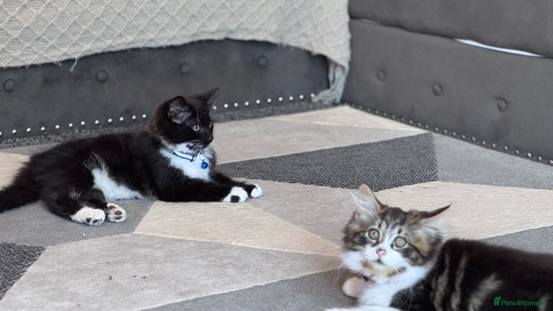Mixed Breed cats for sale: Mix ragdoll kittens  - Image 7