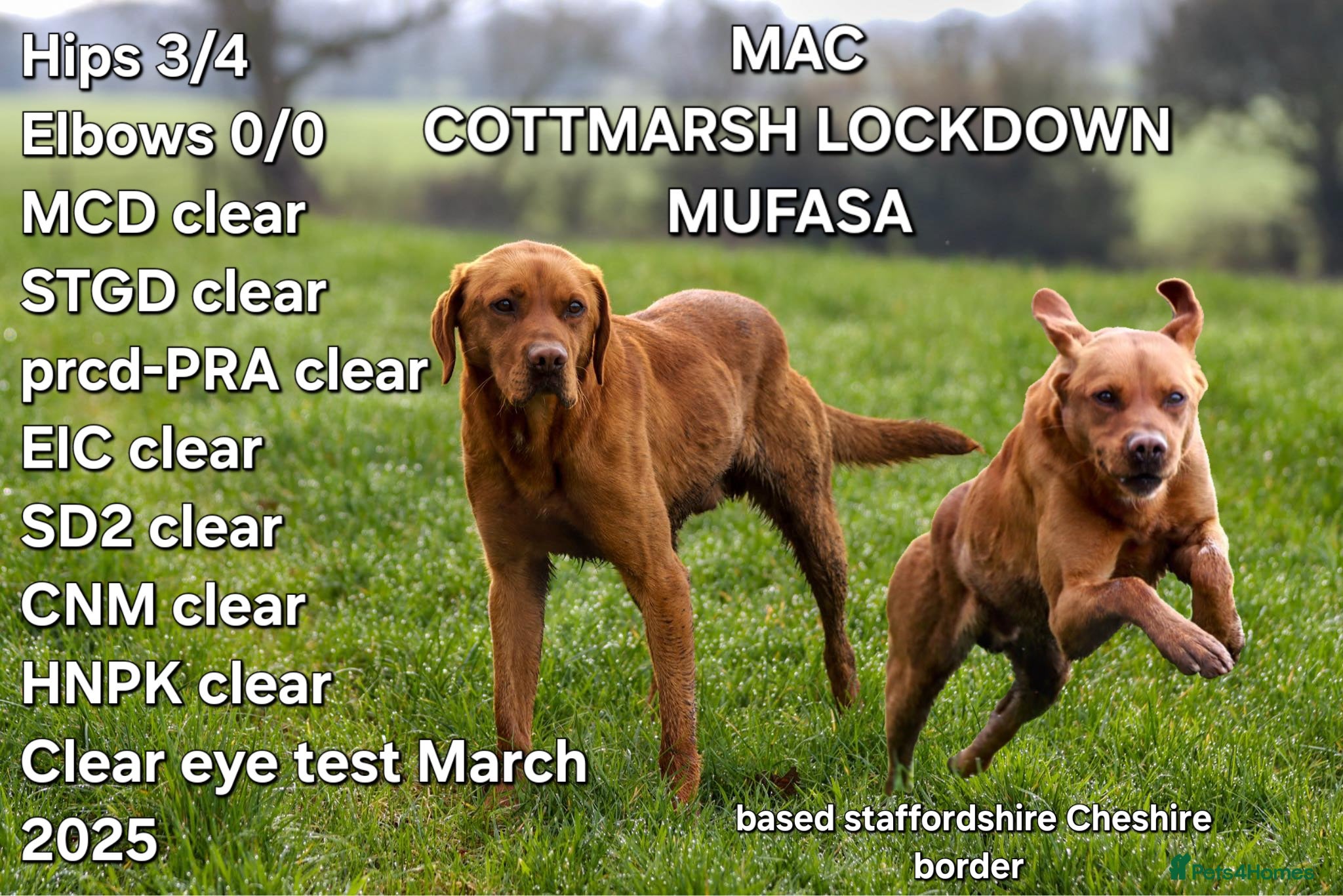 Labrador Retriever dogs Fox Red Labrador For Stud, Fully health tested  in Stoke-on-Trent - Advert 16