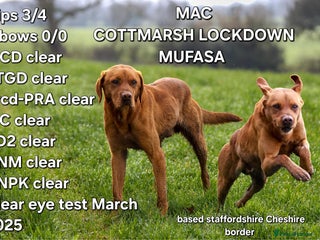 Labrador Retriever dogs in Stoke-on-Trent - Advert 37