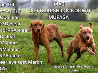 Labrador Retriever dogs Fox Red Labrador For Stud, Fully health tested in Stoke-on-Trent - Advert 23