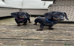 Dachshund dogs for sale: 2 dachshund puppies (price is for both) - Image 3