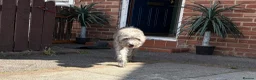 Mixed Breed dogs for sale: Cockapoo x Bedlington whippet  - Advert 7