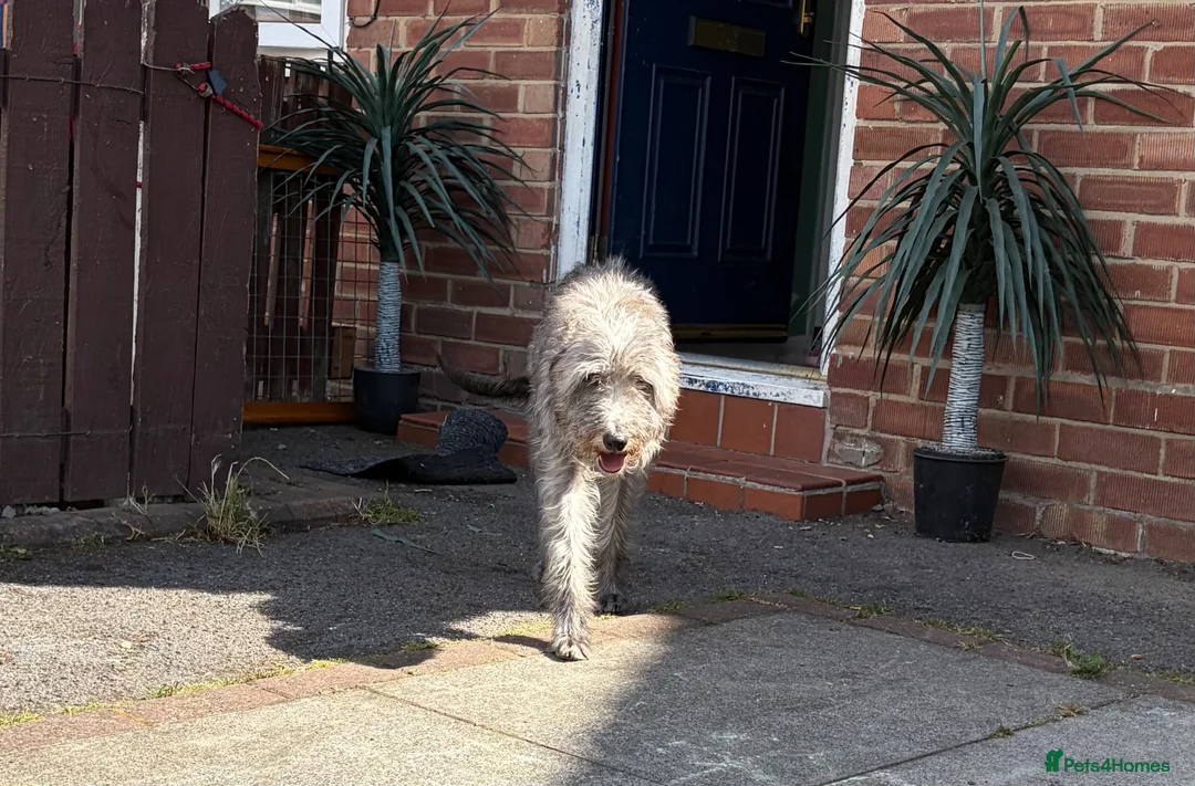 Mixed Breed dogs for sale: Cockapoo x Bedlington whippet  - Advert 7