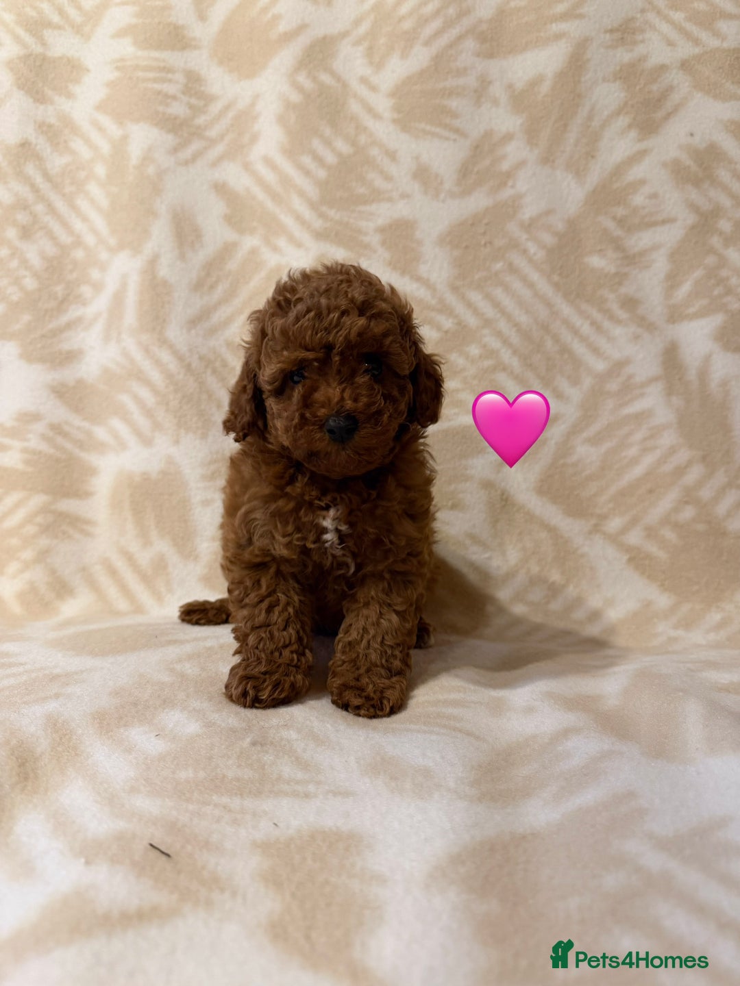 Toy Poodle dogs for sale: Beautiful toy poodles  - Advert 5