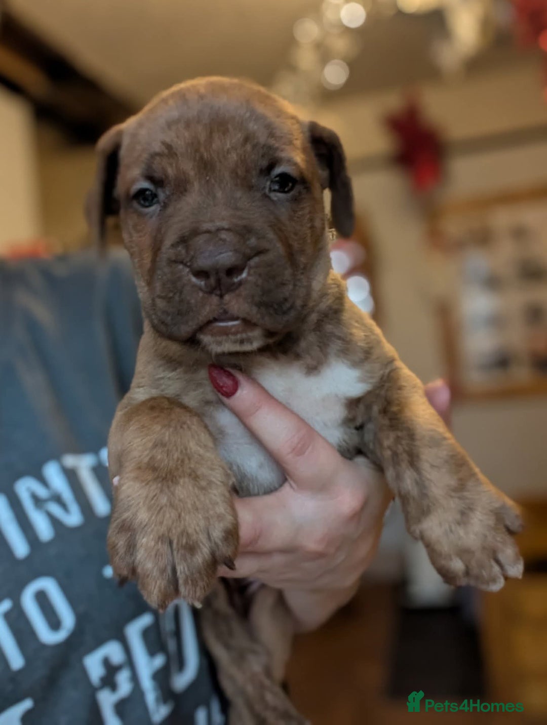 Mixed Breed dogs for sale: Douge de bordeaux x Presa Canerio  - Advert 5