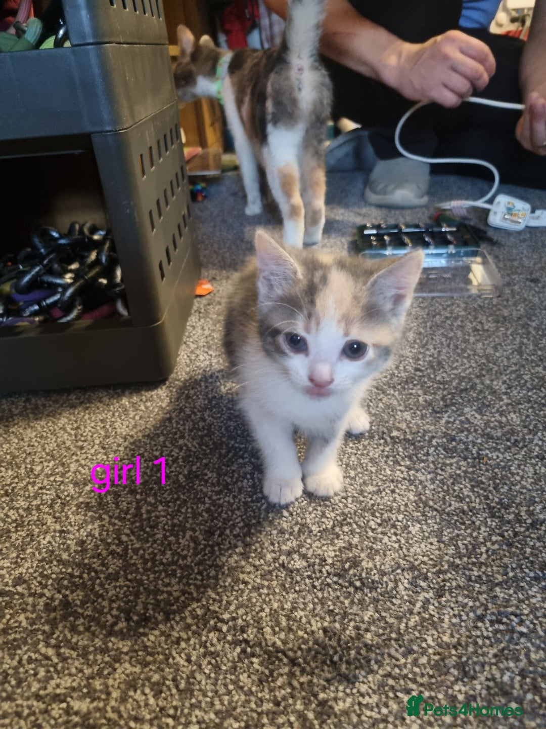Mixed Breed cats for sale: Beautiful kittens 2 girls, 1 boy - Image 4