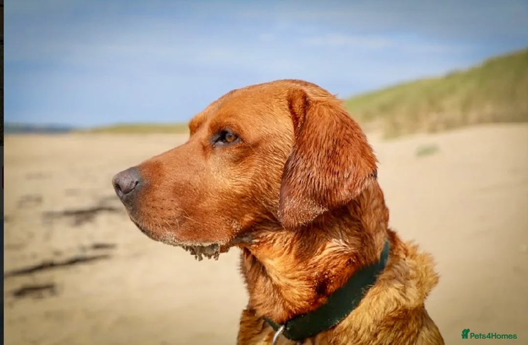 Labrador Retriever dogs for stud: Fox red Labrador available for stud - Proven in Melton Mowbray - Advert 2