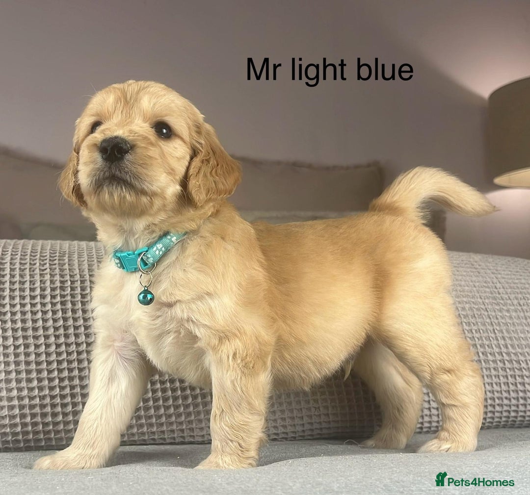 Goldendoodle dogs for sale: These will be stunning adults. Real head turners. - Advert 13