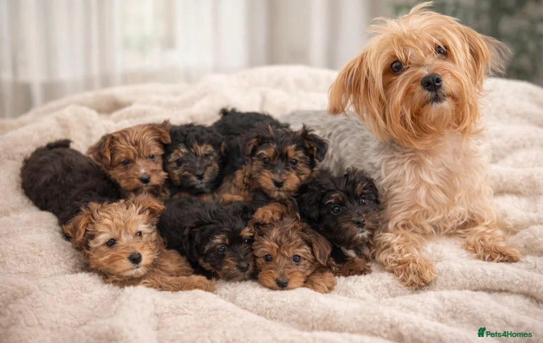 Yorkshire Terrier dogs for sale: Ready now Yorkie girl  - Advert 2