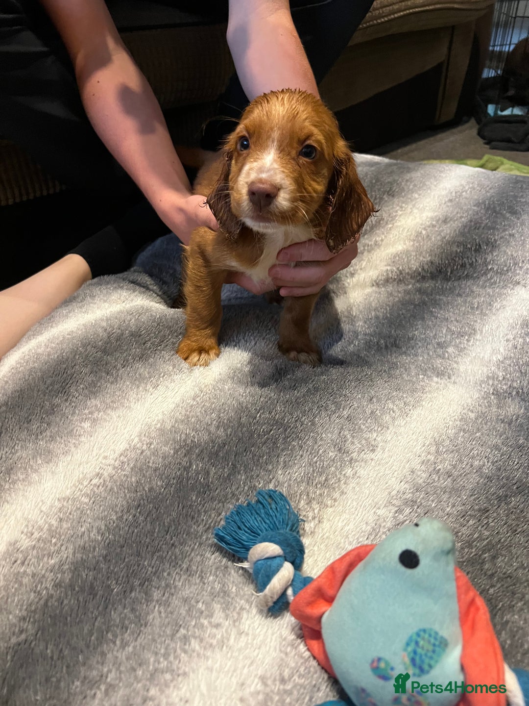 Cocker Spaniel dogs for sale: Beautiful cocker spaniels pups in Bishop Auckland - Image 2