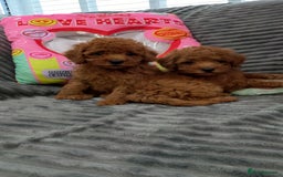 Miniature Poodle dogs for sale: Miniature red poodles 2💙2🩷 - Image 3