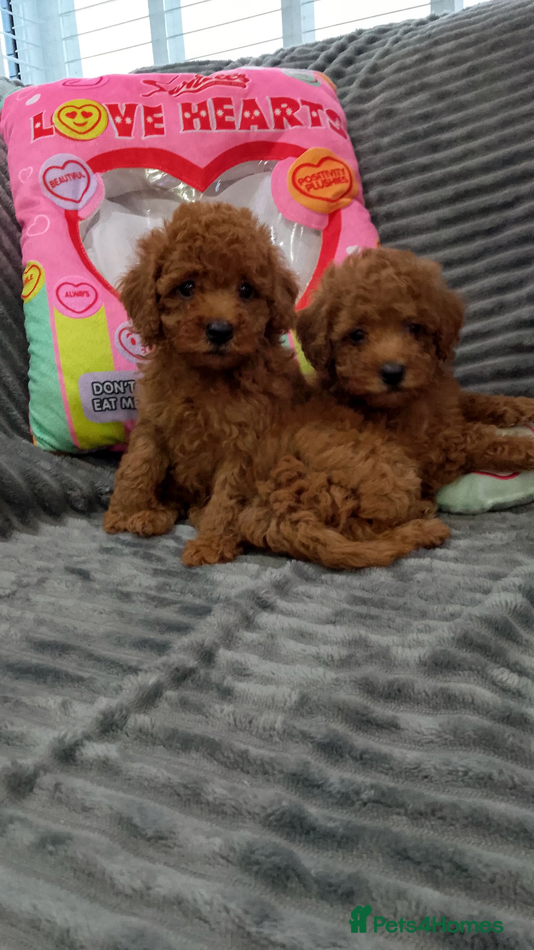 Miniature Poodle dogs for sale: Miniature red poodles 2💙2🩷 - Image 3